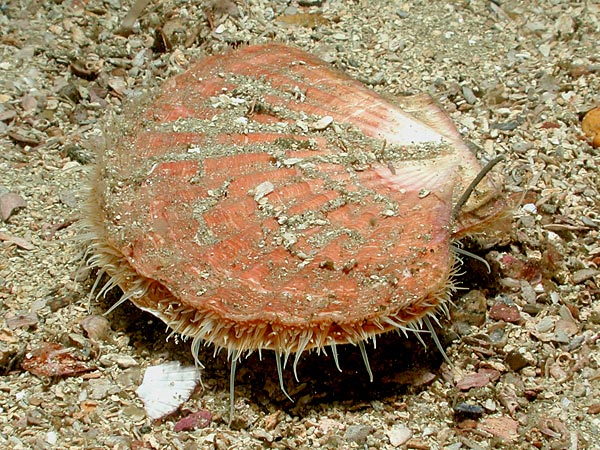 Pecten maximus (Capasanta atlantica)